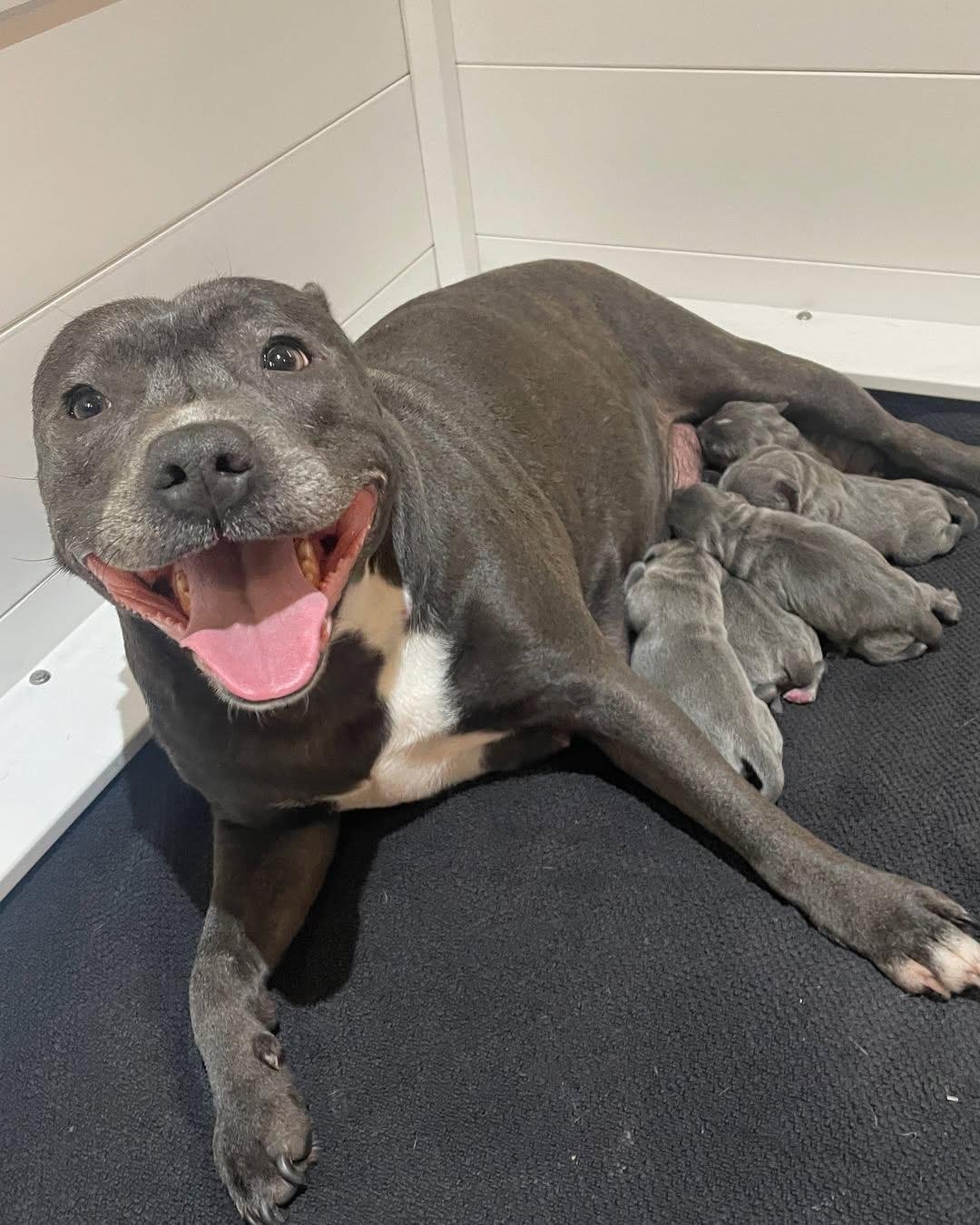 UK Staffy Dam