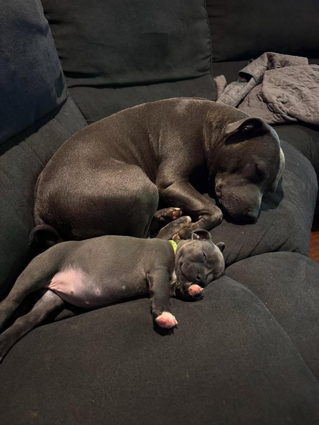 UK Staffy Dam