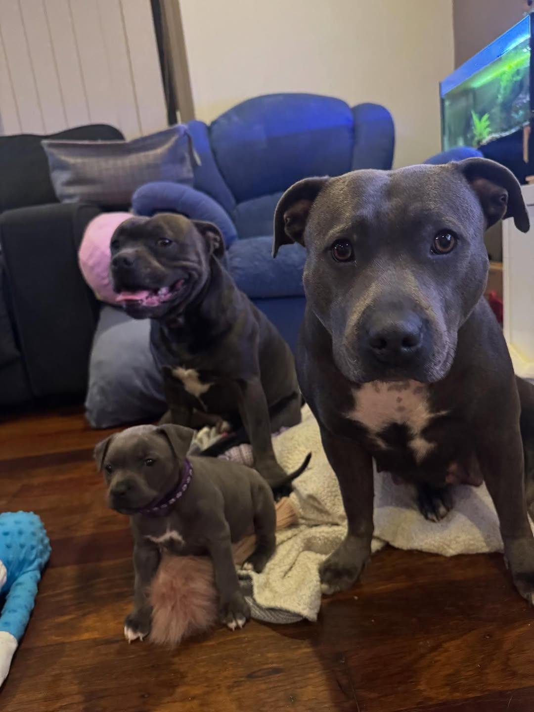 UK Staffy Sire and Dam