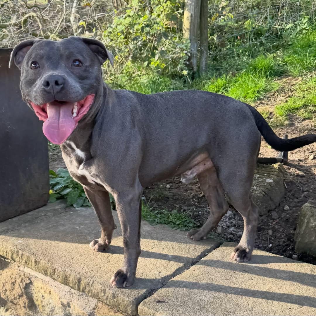 UK Staffy Sire