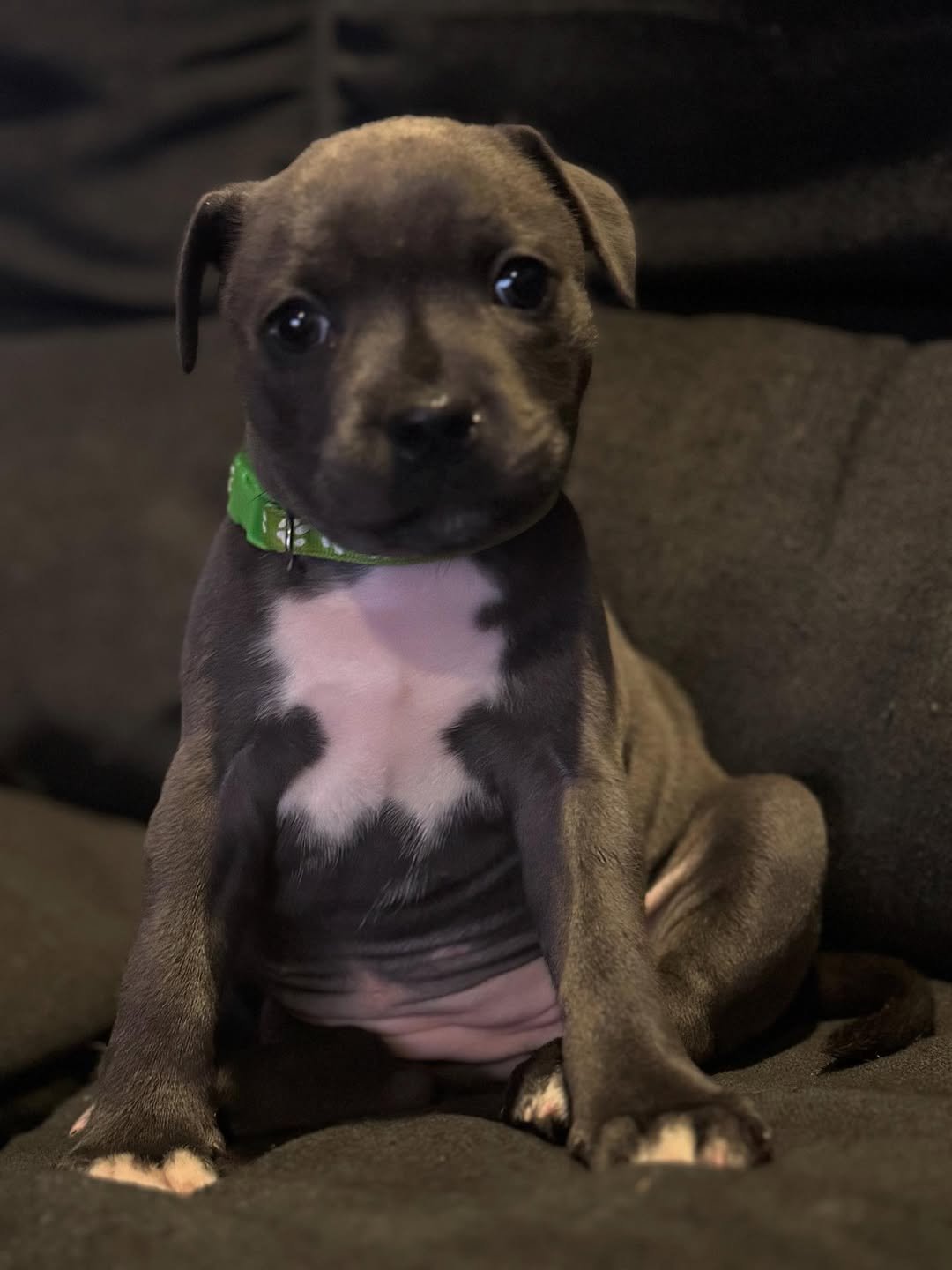 Blue Staffy puppy named Bella for sale