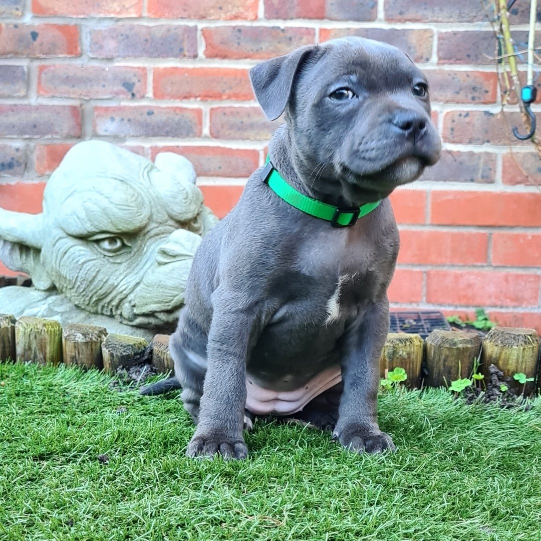 Blue Staffy puppy named Duke for sale