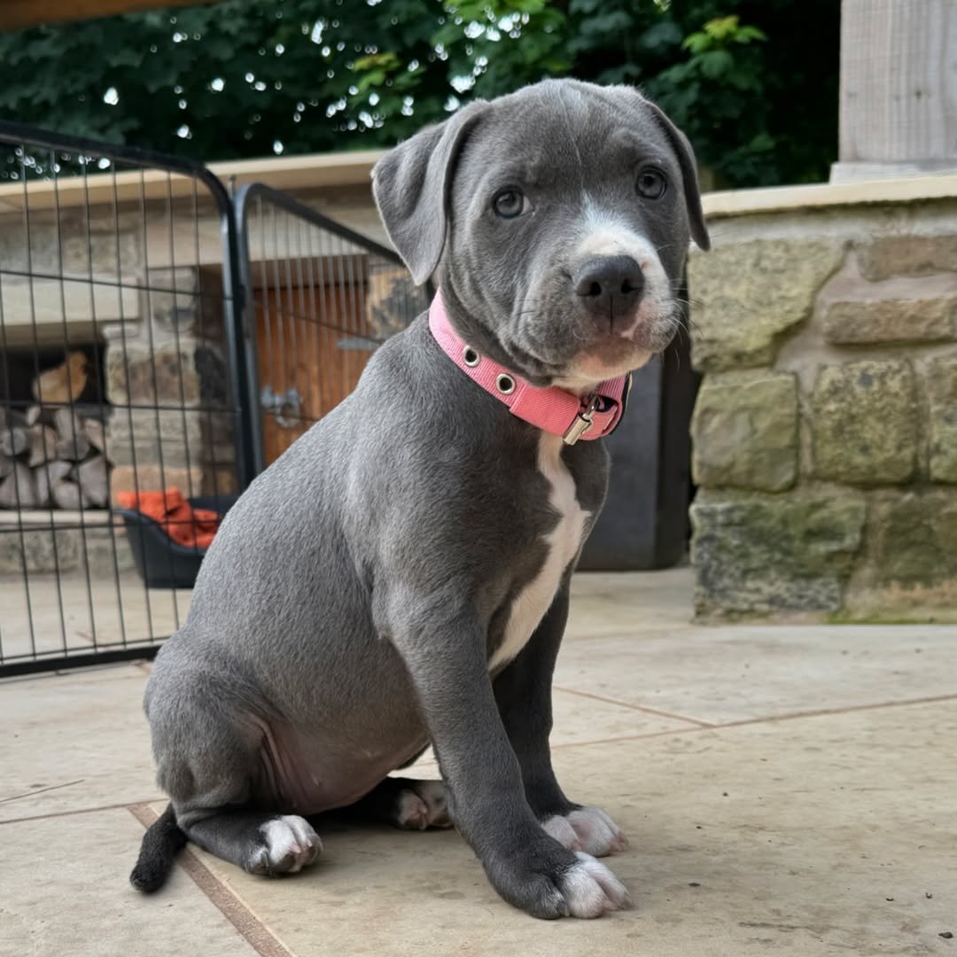 Blue Staffy puppy named Reggie for sale