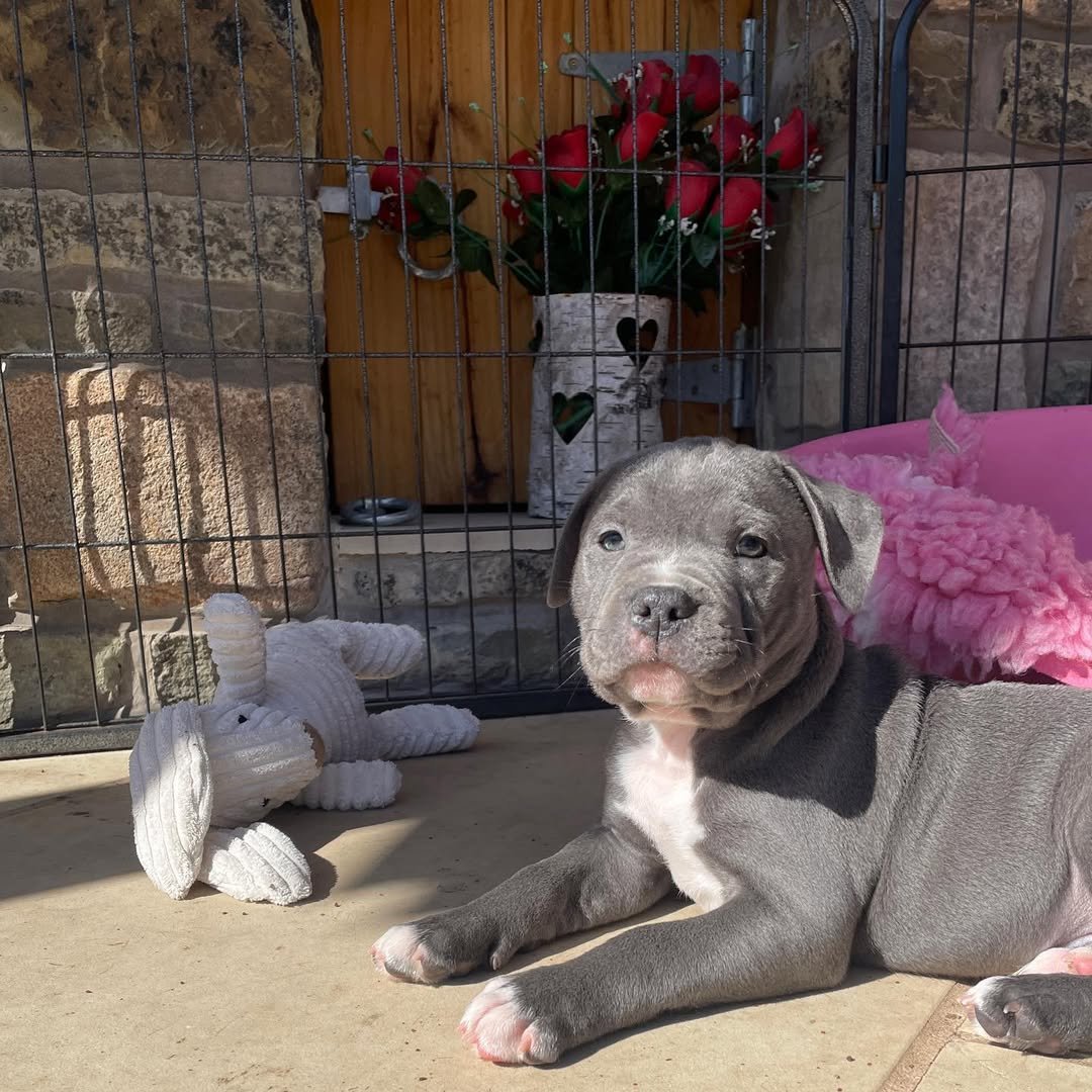 Blue Staffy puppy named Luna for sale