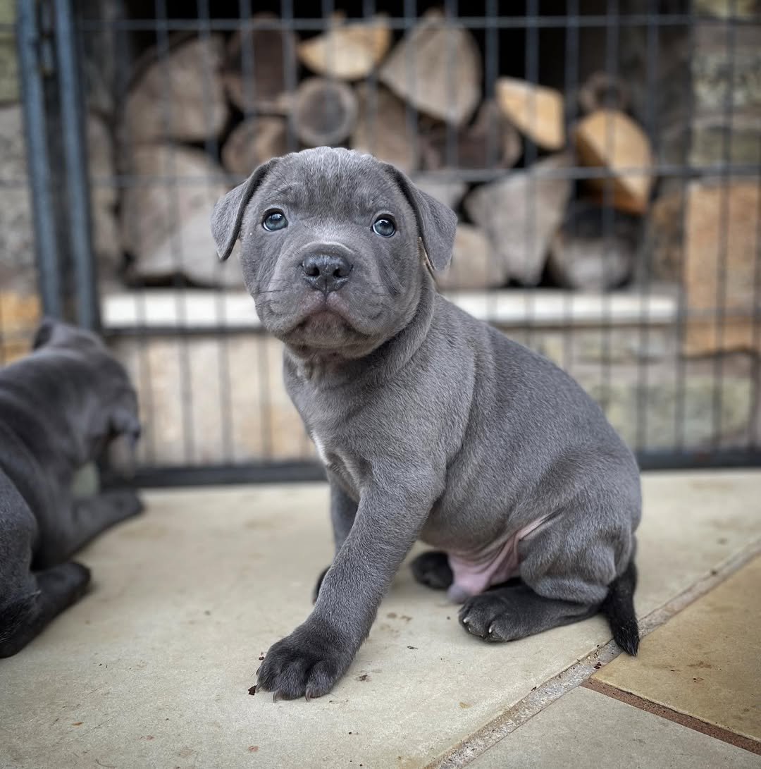 Blue Staffy puppy named Buster for sale