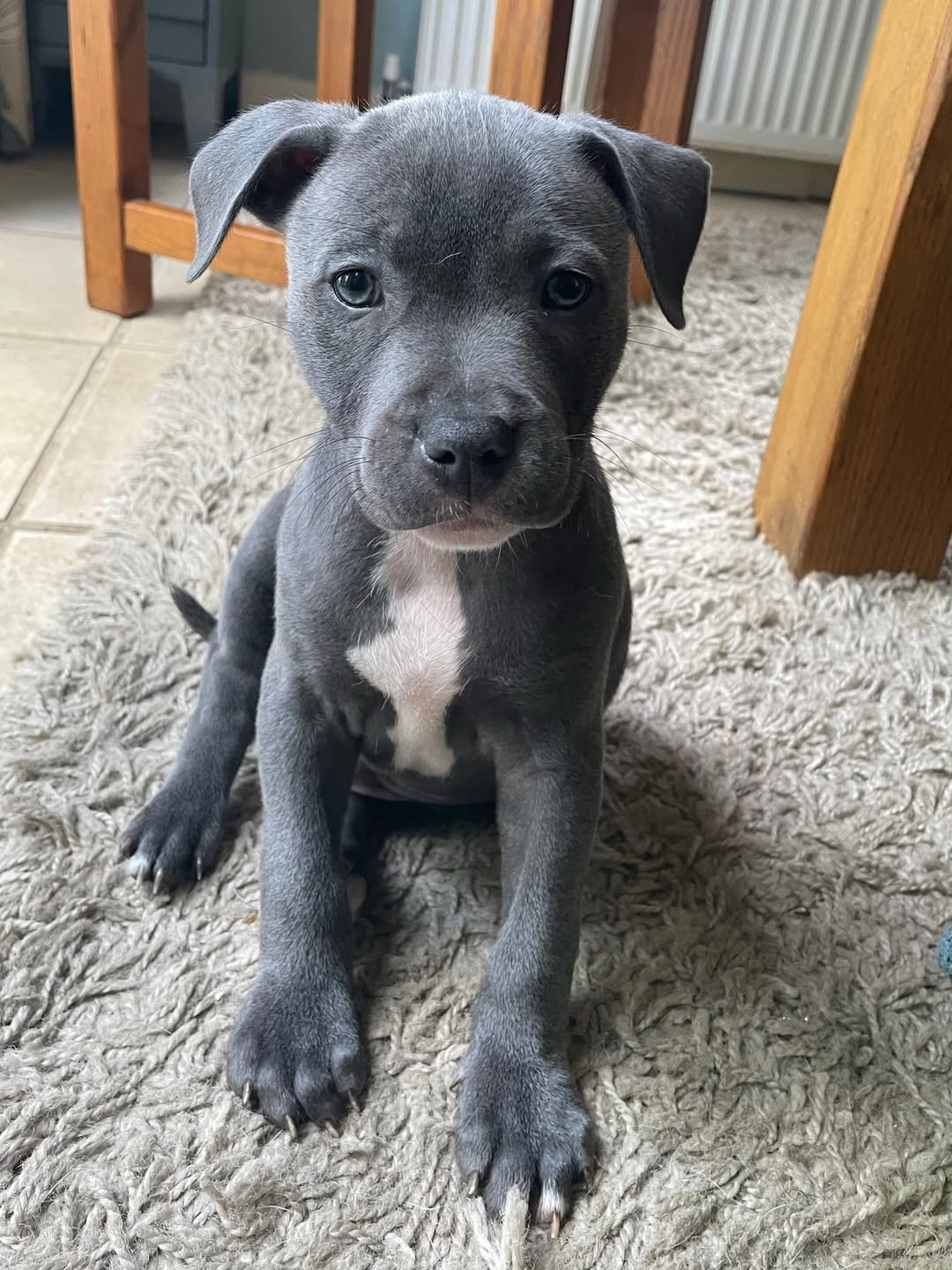 Blue Staffy puppy named Stella for sale