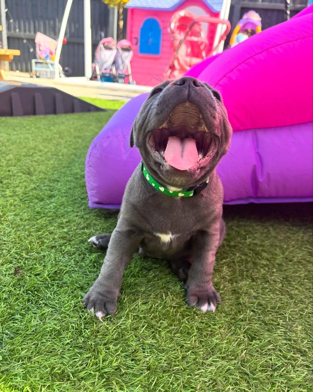 Blue Staffy puppy named Zeus for sale