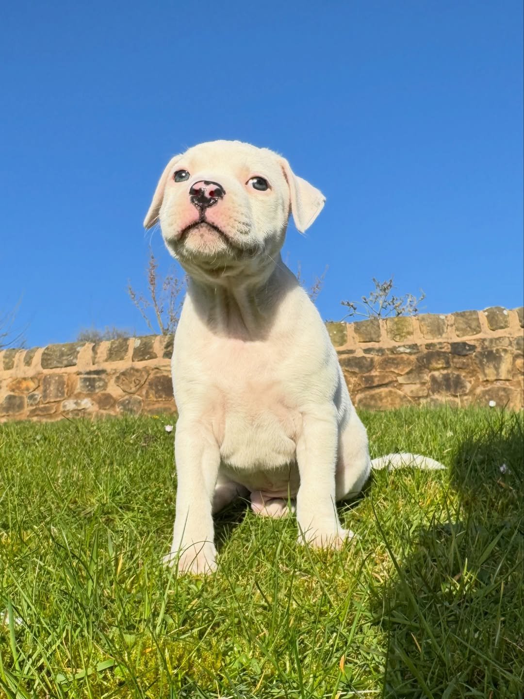 Blue Staffy puppy named Daisy for sale