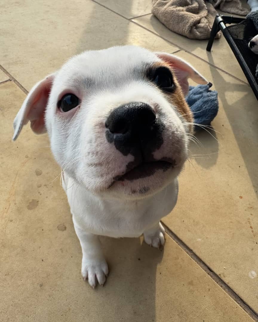 Blue Staffy puppy named Ruby for sale