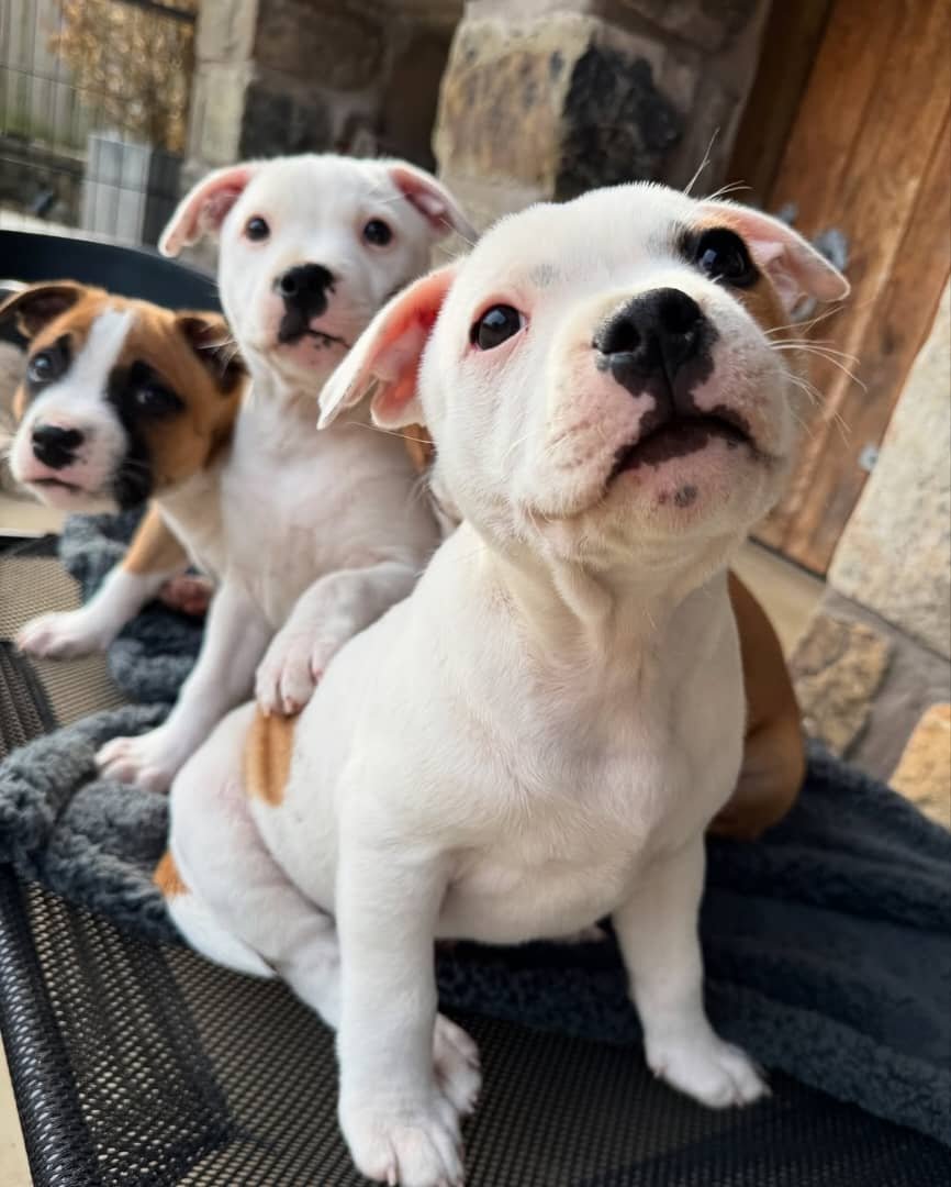 Blue Staffy puppy named Coco for sale