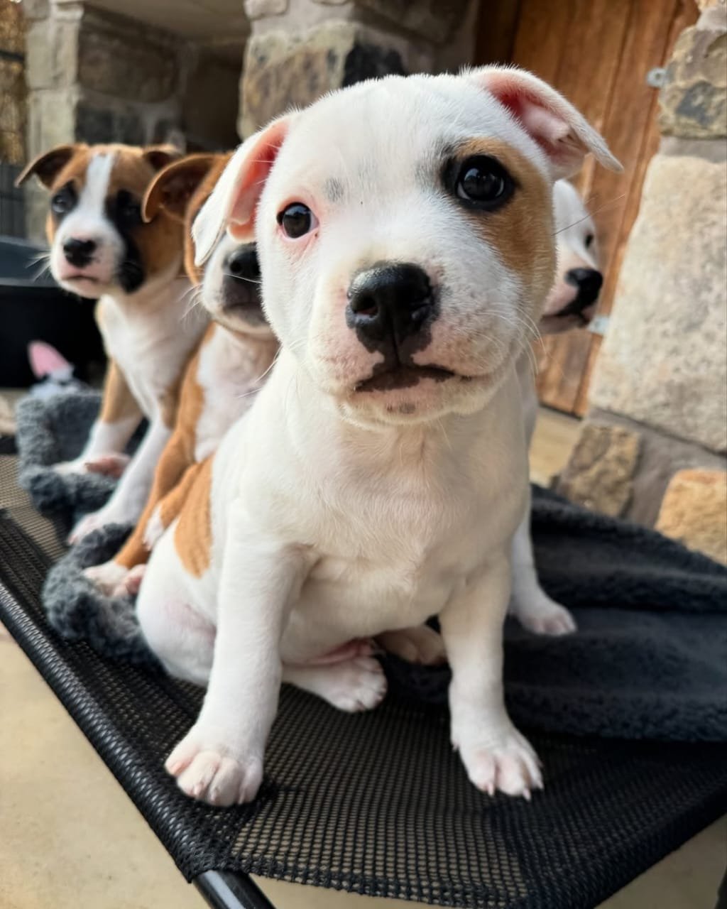 Blue Staffy puppy named Milo for sale