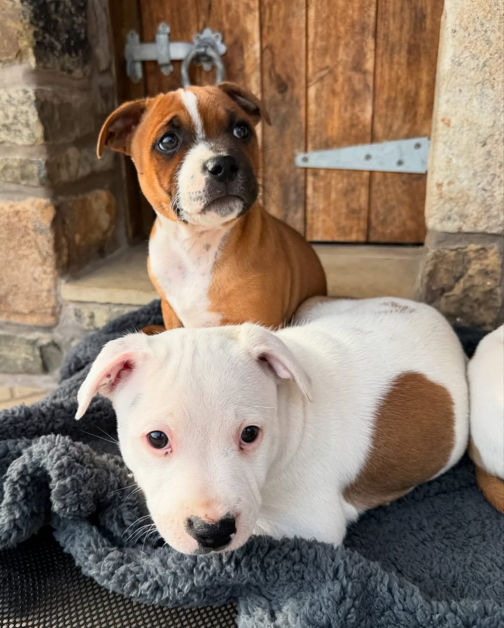 Blue Staffy puppy named Max for sale