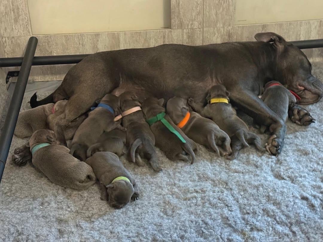 A beautiful, healthy UK Staffordshire Bull Terrier mother