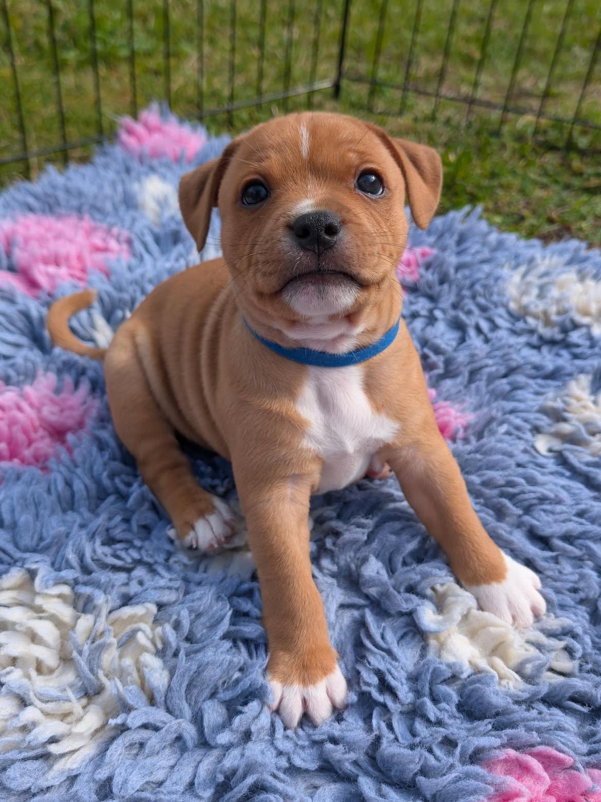 Blue Staffy puppy named Ben for sale