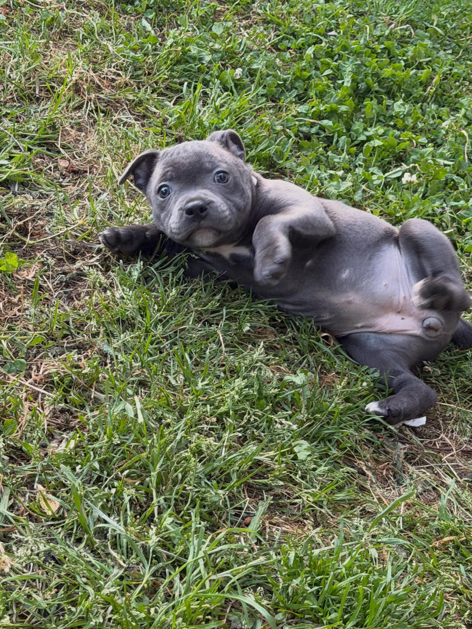 Blue Staffy puppy named Brenda for sale