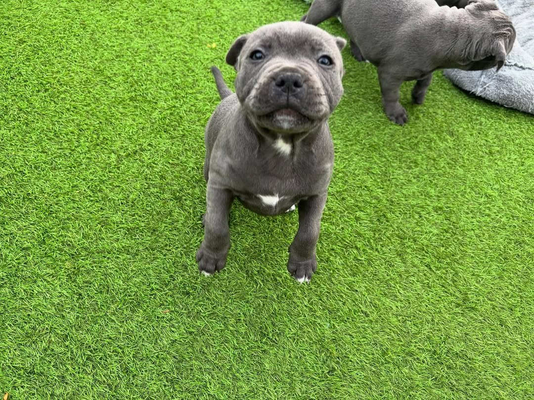Blue Staffy puppy named Carter for sale