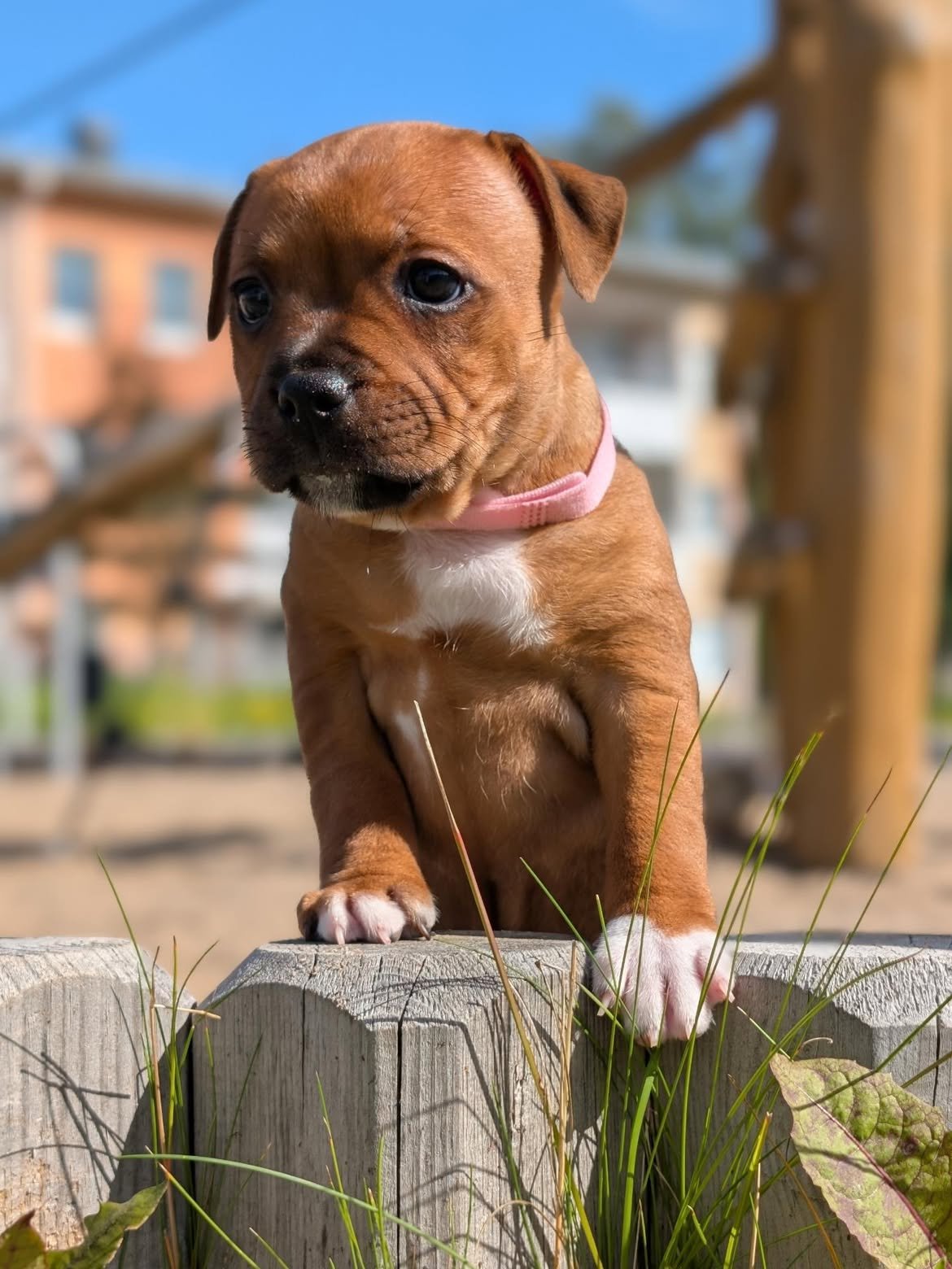 Blue Staffy puppy named Clara for sale