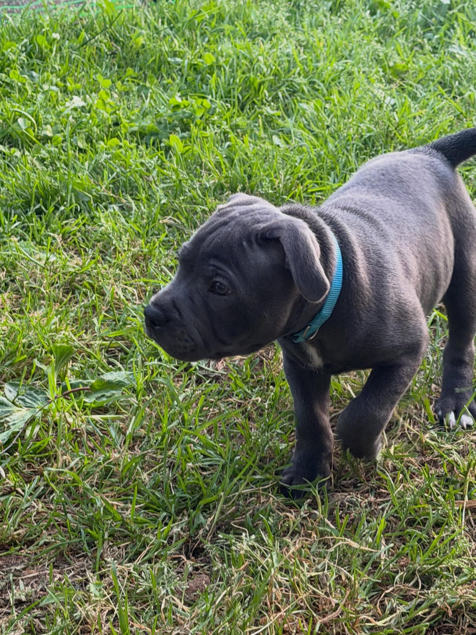 Blue Staffy puppy named Micky for sale