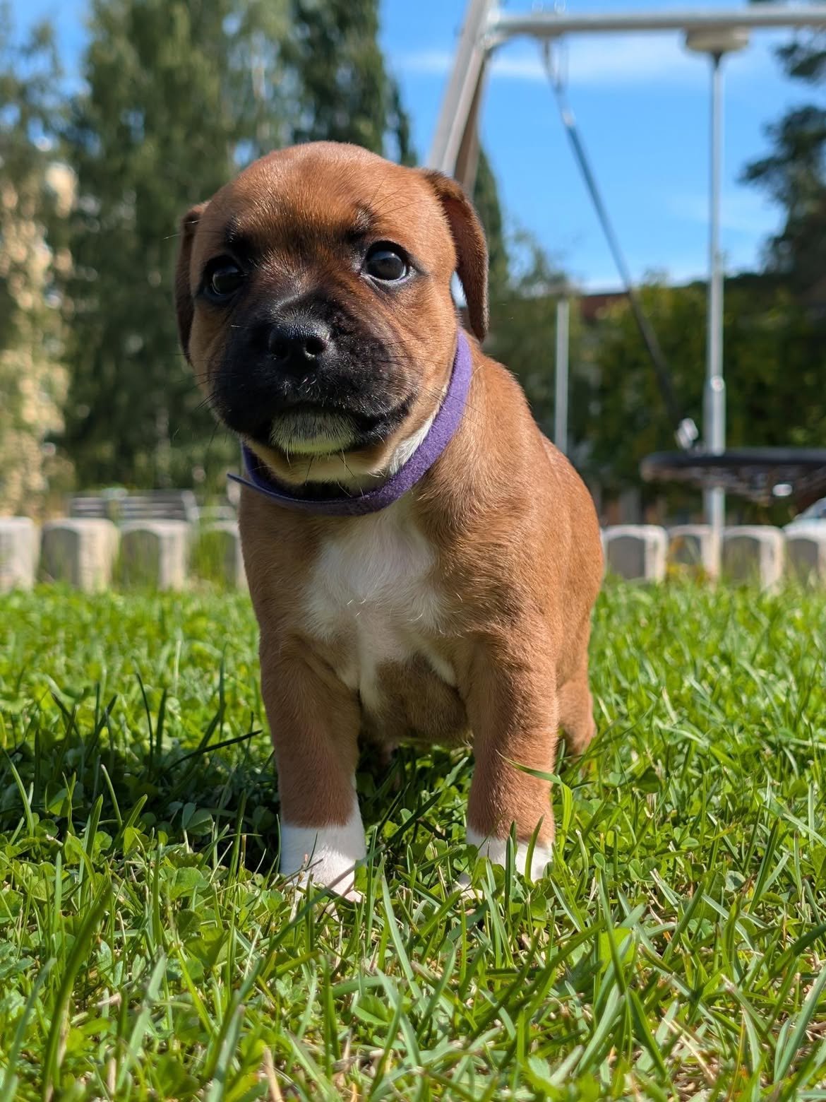 Blue Staffy puppy named Nina for sale