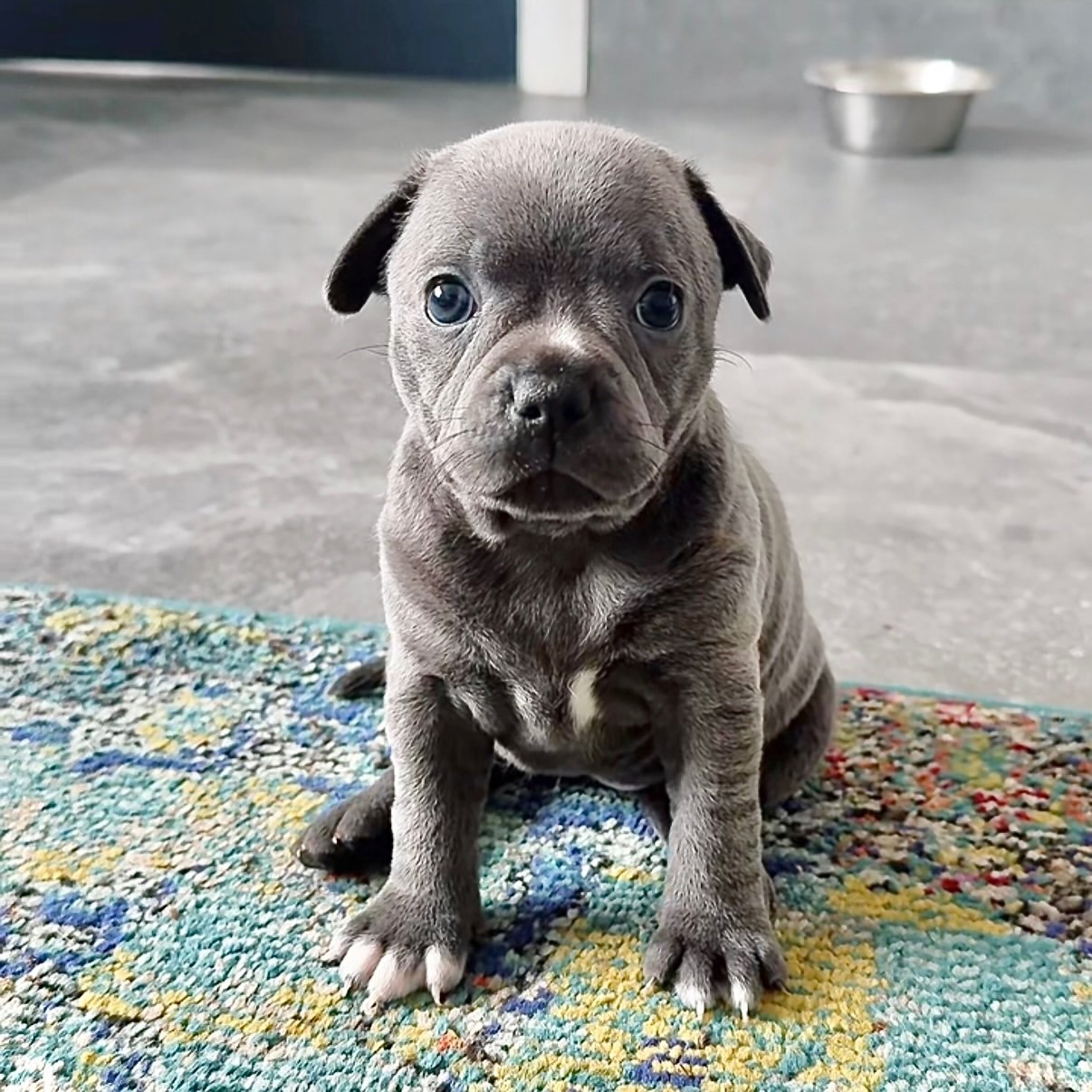 Blue Staffy puppy named Stella for sale