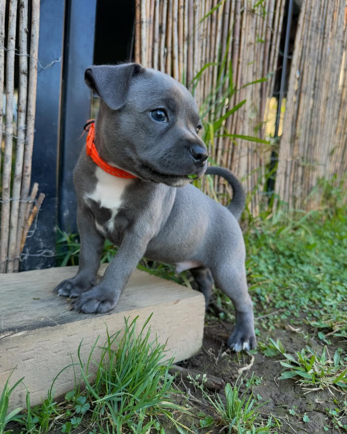 Blue Staffy puppy named Duke for sale