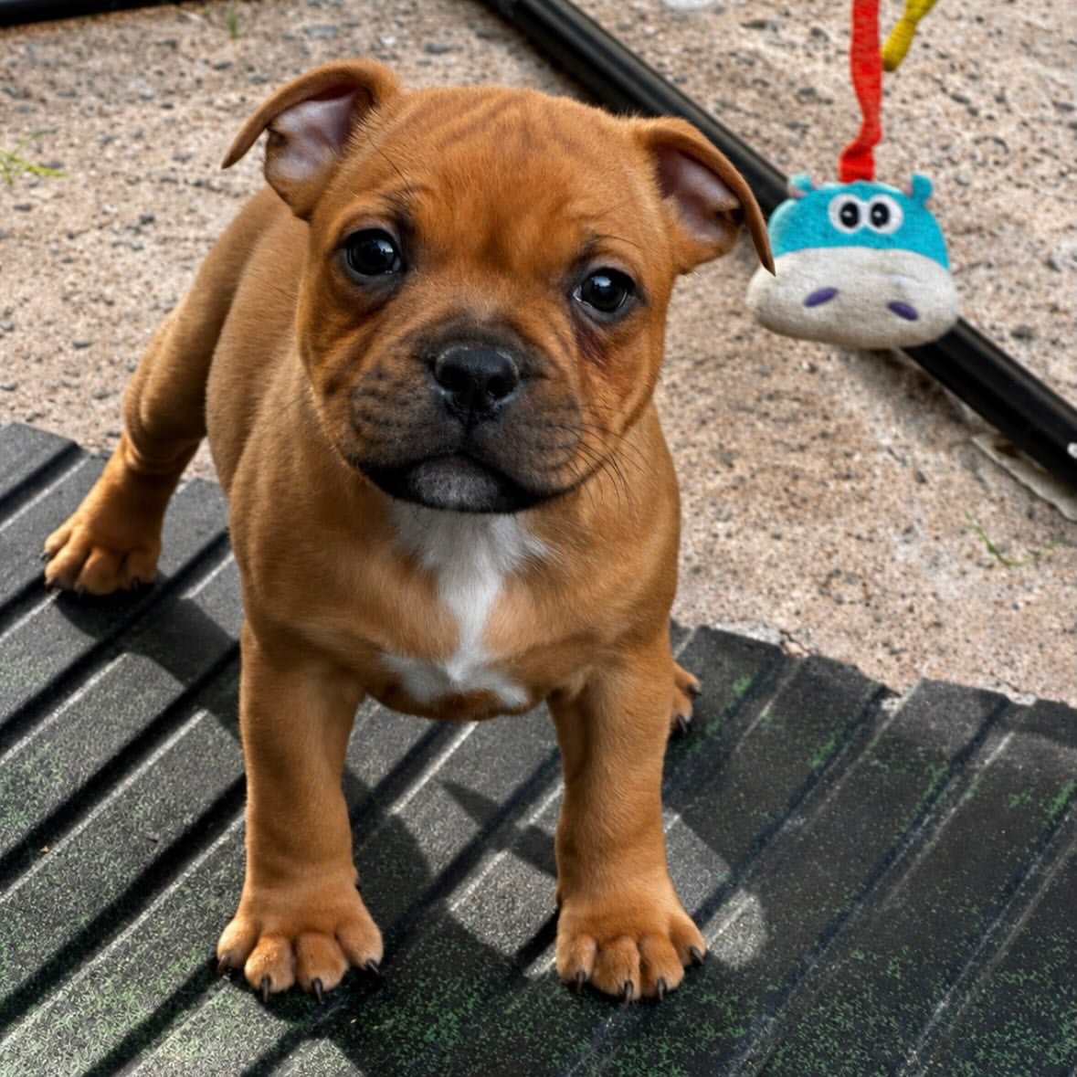 Blue Staffy puppy named Milo for sale