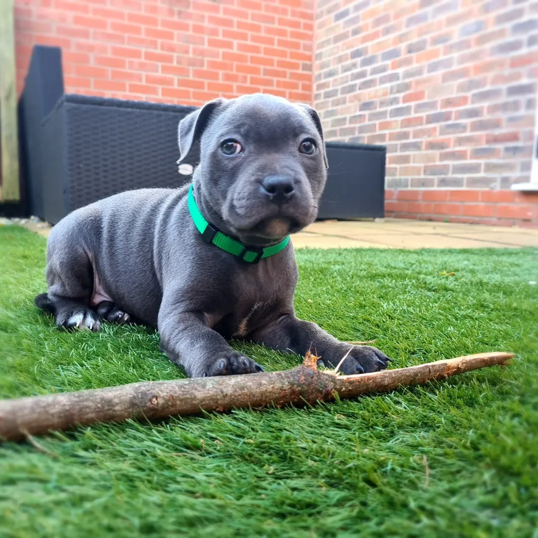Blue Staffy puppy named Ruby for sale