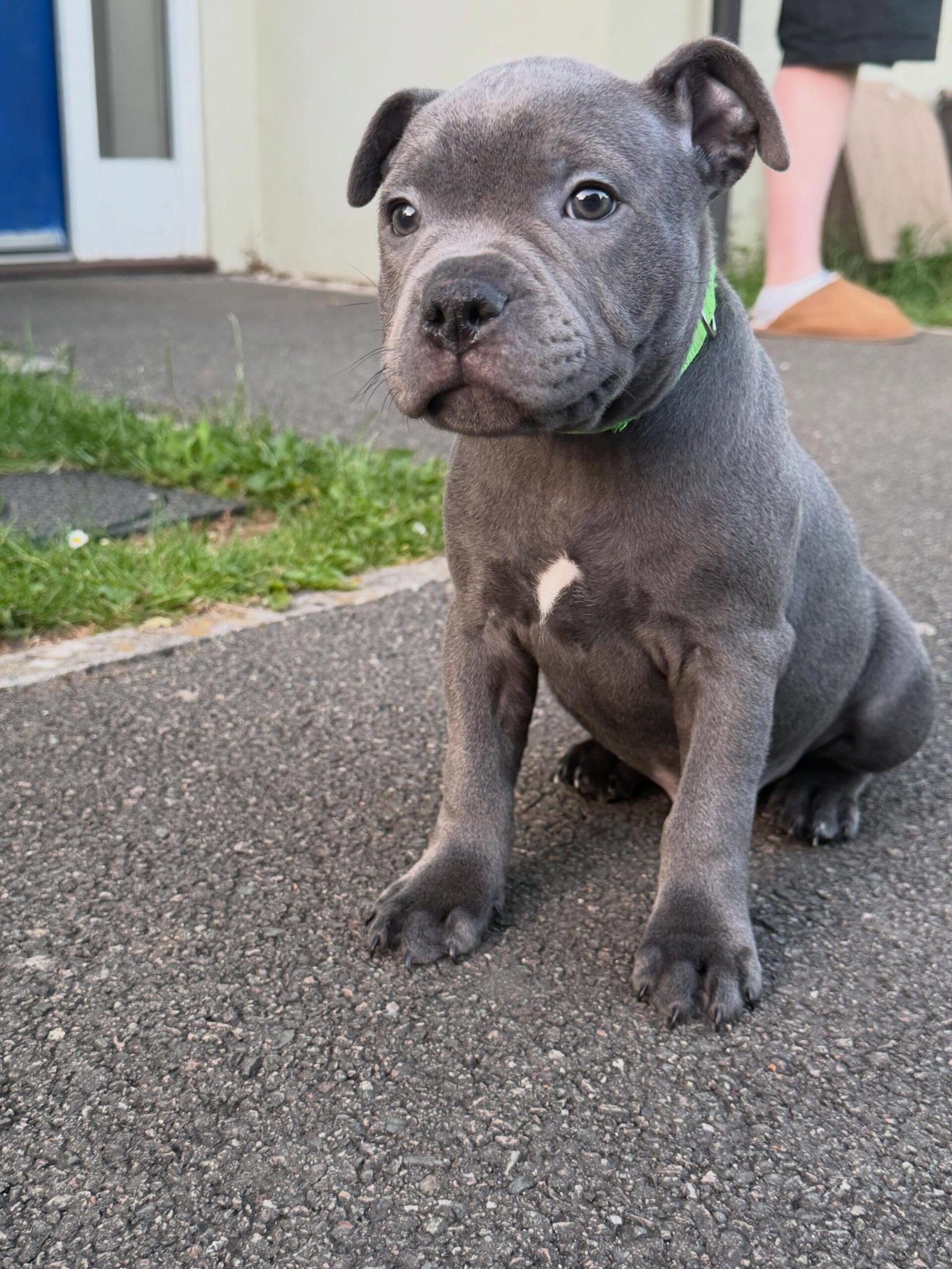Blue Staffy puppy named Wallace for sale